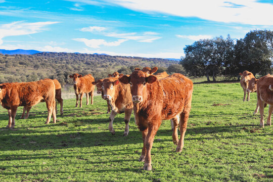 Vacas limusinas posando ante la c&aacute;mara sobre el verde prado y con un precioso encinado al fondo con el cielo azul.