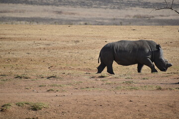 rhino in the savannah