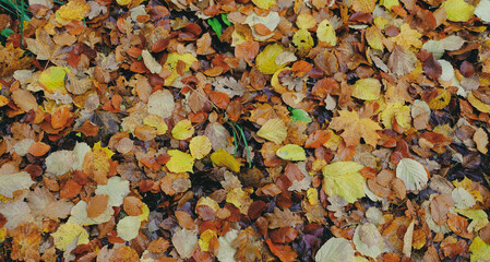 Autumn leaves background