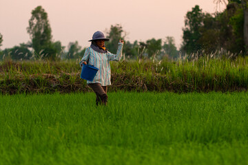 Copy space and low light view. Farmer walking in rice paddy field of Thailand. And sowing fertilizer to accelerate the growth of rice plants. Get the warm evening sunshine on the meadow.