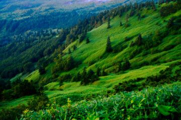 ふわっとした渋峠・芳ヶ平湿原
