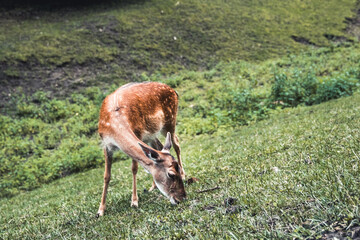 Naklejka na ściany i meble Sika deer female eating grass