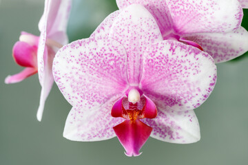 Fototapeta na wymiar A spotted white pink orchid flower closeup on blurred green background. Phalaenopsis Rotterdam