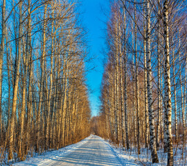 road in a birch and poplar grove on a sunny winter day