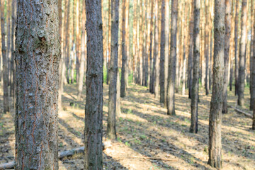 pine forest without people, many trunks