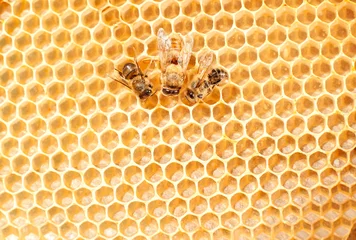 Fotobehang three bees are sitting on a yellow combs. In the center in the middle there is a large uterus with wings, collecting honey © yanapopovaiv