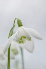 Snowdrops. Galanthus is a small genus of about 20 species of bulbous perennial herbaceous plants in...