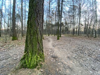 path in the woods