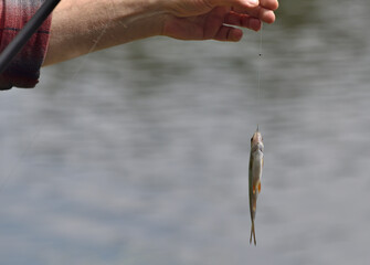 roach fish caught with a fishing rod hanging on a hook