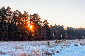 pine trees on a on a frosty winter evening at sunset