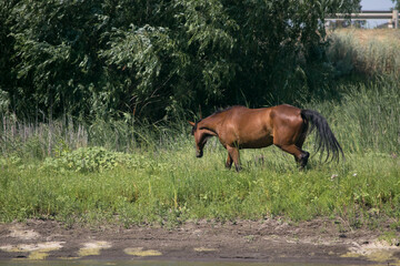 The brown horse is grazing in the grass. Grass meadow. The horse walks on the grass. Rural landscape. Village. Summer weather. Farm.