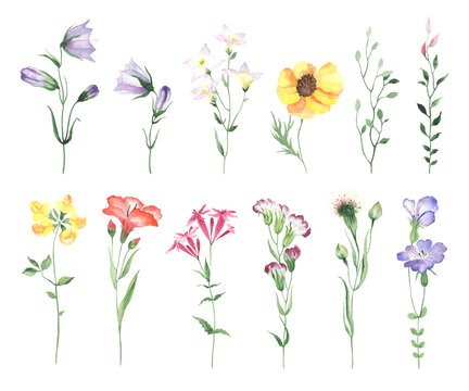 Wildflowers set, colorful flowers and plants isolated on white background for your design wallpapers, textile or invitation, greeting cards. Watercolor floral collection.