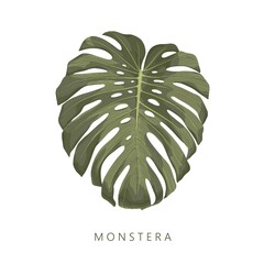 Monstera high quality, deatiled hand drawn leaf.