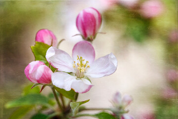 Beautiful Spring Blossoms with added texture - apple tree flowers before fruits appear.