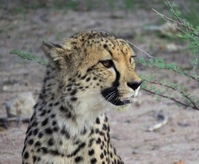 Close-up of a wild cheetah in Namibia.