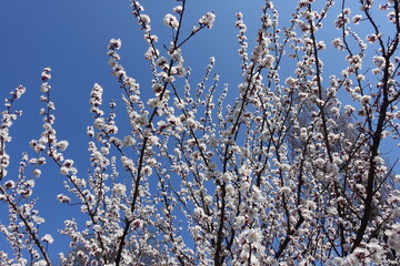 Hundreds of white flowers on branches of apricot tree against blue sky in April