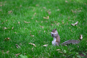 Squirrel sits upright in the grass and rubs his nose with both front legs. There are many leaves in the grass
