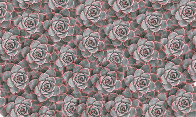background abstract pattern made of succulent flowers