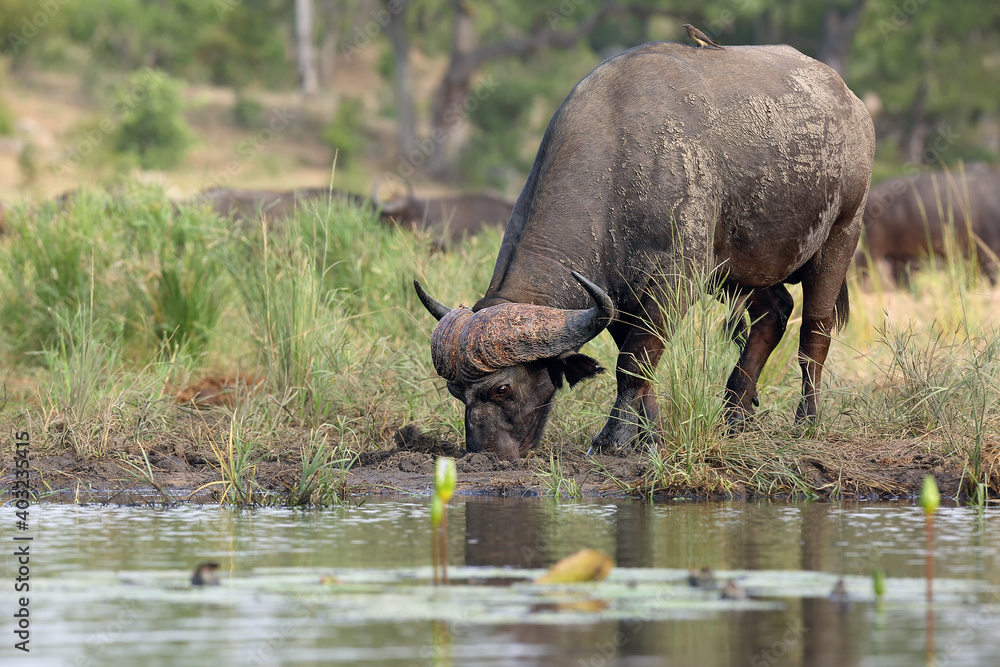 Poster The African buffalo or Cape buffalo (Syncerus caffer) on the shore of waterholes.A big black African buffalo stands by the water with water lilies and drinks.