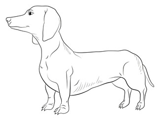 Animals, our faithful friends. Black and white image of a dog, coloring book for children.