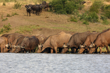 The African buffalo or Cape buffalo (Syncerus caffer) herd of buffalo on the shore of waterholes.Typical observations during a big five African safari.