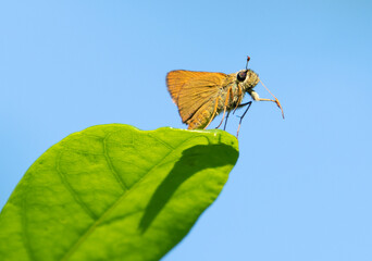 Vitellius skipper perch on a leaf sunbathing. 
