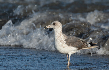 seagull on the beach. Lesser Black-backed gull on the beach. 