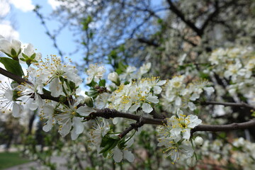 Untouched white flowers of sour cherry tree in April