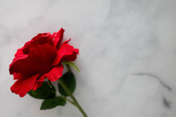 red roses flat lay against a white background