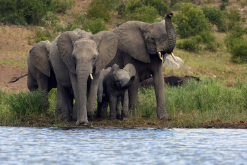 The African bush elephant (Loxodonta africana) group of elephants drinking from a small lagoon. Drinking elephants, a large female in front winds with its trunk up.