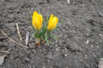 Half opened yellow flowers of crocuses in March