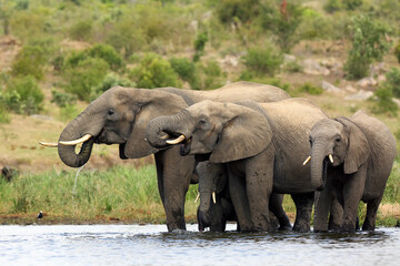 Fototapeta premium The African bush elephant (Loxodonta africana) group of elephants drinking from a small lagoon