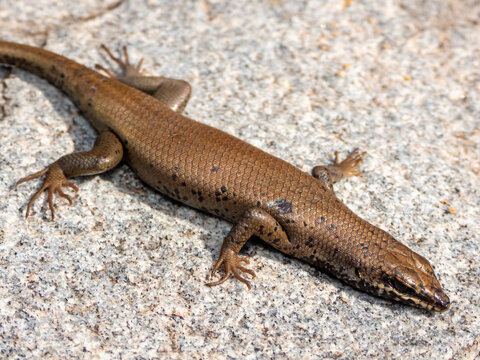 รูปภาพTrachylepis เลือกดูภาพถ่ายสต็อก เวกเตอร์ และวิดีโอ218 Adobe Stock