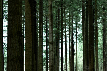 Winter dark fir forest vertical horizontal photo alignment
