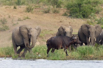 The African bush elephant (Loxodonta africana), young male drives away of buffalo from waterhole. Interactions between large herbivores near water.