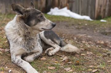 Portrait of stray dog lying on a ground at fall season with hope in the eyes