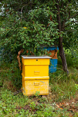 beehives for bees in a mountain field with trees behind. large horizontal photo. summer time. a beehive in the garden among the trees. making honey.
