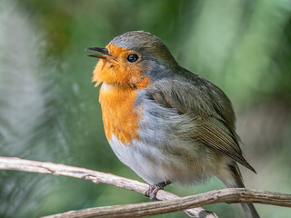 Singendes Rotkehlchen