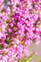 Pink heath flowers known as Erica Gracilis.