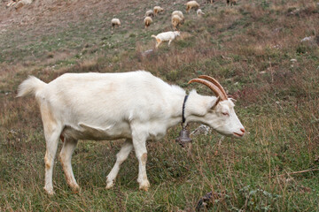 A white goat is eating grass in a meadow. Goat grazing in the mountains.