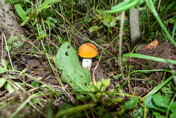 Orange mushroom in the grass
