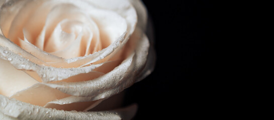 Macro shot of pink rose on black background, gift for Valentine's day, March 8, mother's day