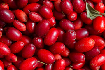 Kornelkirsche, Cornus mas