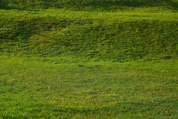 Background with green juicy grass, closeup view. Bright green field, lawn with cut even grass and small hills.