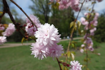 Twig of sakura with double pink flowers in April