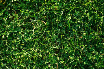 Green background and texture. Natural background of green short grass on field, closeup top view. Farmland and agribusiness. Agricultural industry.