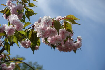 Twiggy branch of sakura with double pink flowers against blue sky in April