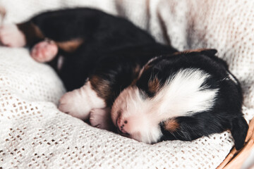 Little puppy of Bernese Mountain Dog in bed. Cute animals