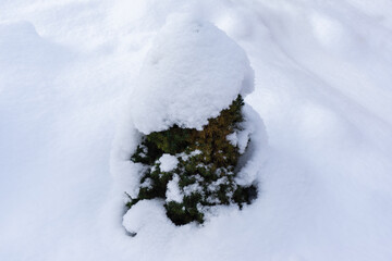 small abies tree in the snow from outside. l fir pinus tree, covered with snow in winter day