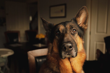 German Shepherd Dog